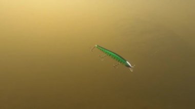 Jerkbait fishing wobbler underwater rolling action footage.