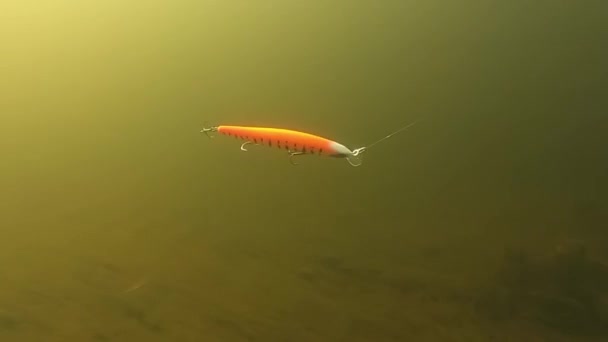 Приманка для ловли щуки и окуня под водой с постоянной скоростью — стоковое видео
