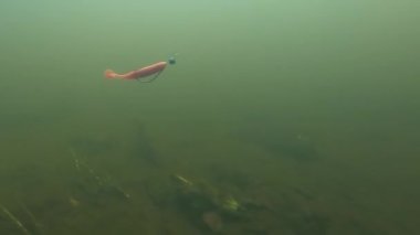 Pike fishing lure underwater. Soft plastic minnow with a hook.