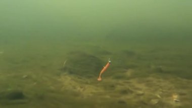 Minnow fishing lure underwater in a clear water