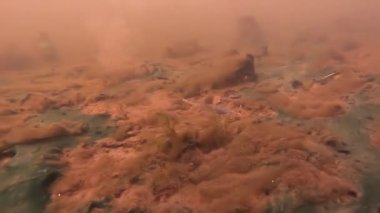 Yavaş çekimde su altında balık yemi hareketi