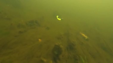 Çift kancalı balıkçılığın sualtı hareketi yumuşak plastik yem.