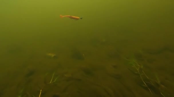 Fishing lure in a slow motion underwater. — Stockvideo