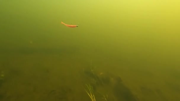 Weiche Kunststoff Elritzfischen Köder mit Jig Head Unterwasser-Action — Stockvideo