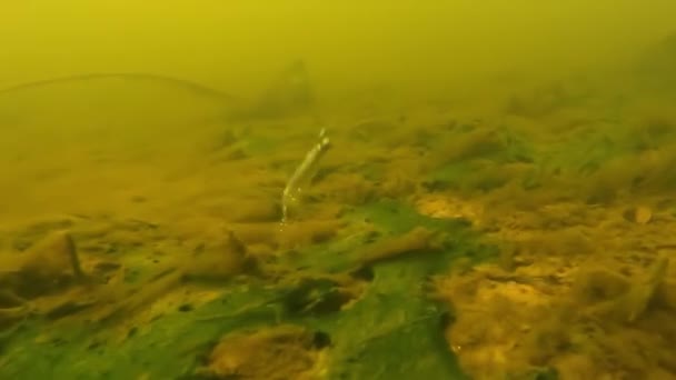 Splachovací červ inderwater kamera záběry — Stock video