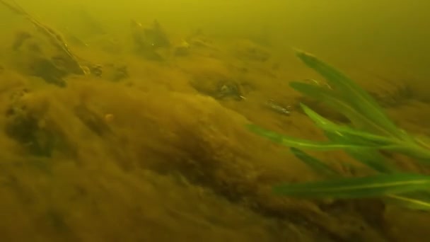 Soft spinning lure for trout, bass, perch and pike underwater action — Stok video