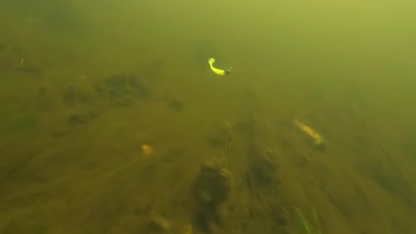 Underwater action of doublehooked fishing soft plastic lure. — Vídeo de stock