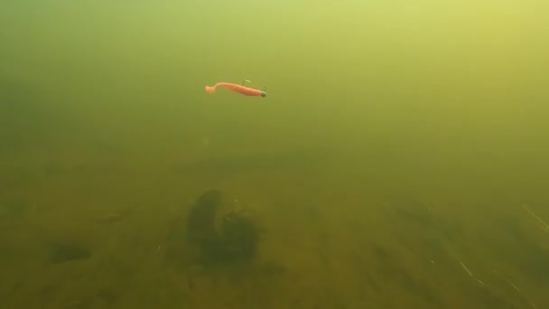 Bassfishing soft plastic minnow lure in action. Underwater footage. — Vídeo de stock