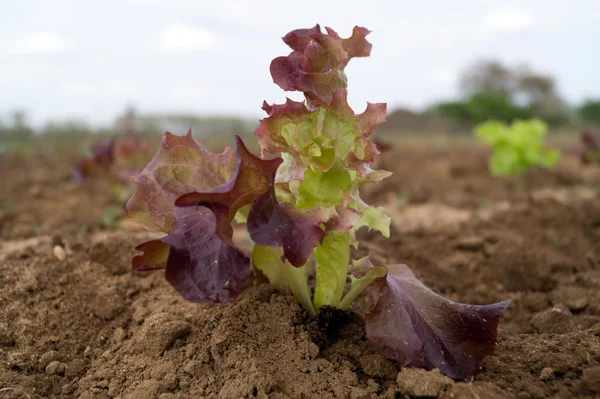 Frisch gepflanzte Sämlinge vom Salat lollo rosso — Stockfoto
