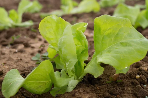 Färsk fröplanta av sallat mitt på fältet — Stockfoto