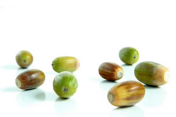 Acorns — Stock Photo, Image