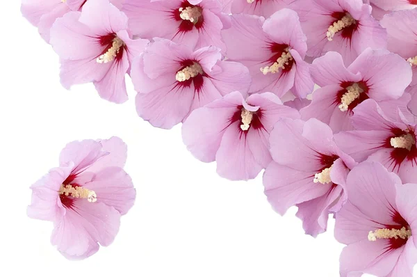 Hibiskusblüte — Stockfoto
