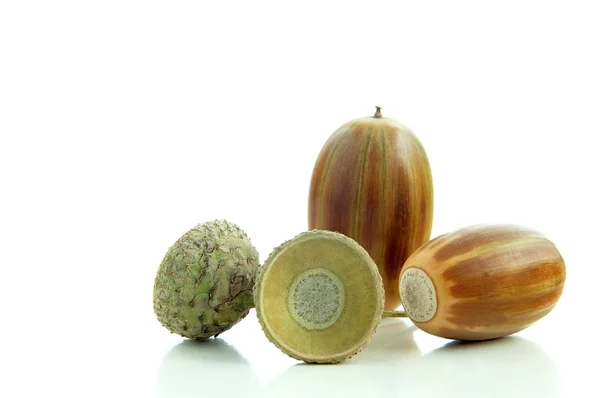 Acorns — Stock Photo, Image