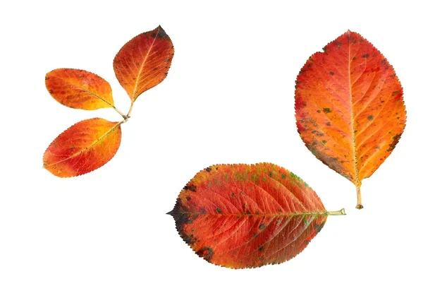 Herfstbladeren — Stockfoto