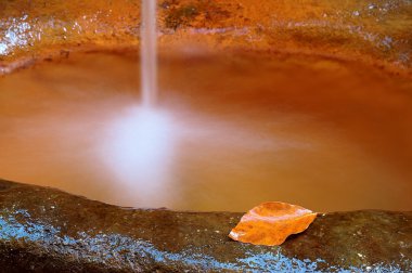 kayın ağacı yaprağı suyu