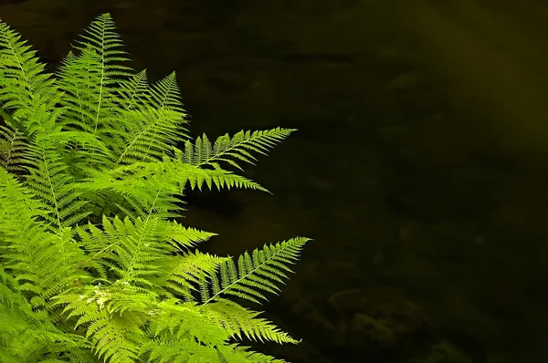 Fern Nehri