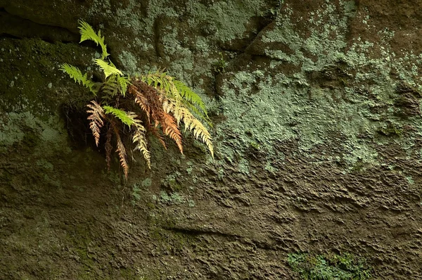 Fern on a rock — Stock Photo, Image