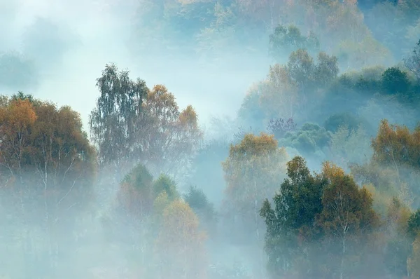 Bomen in mist — Stockfoto