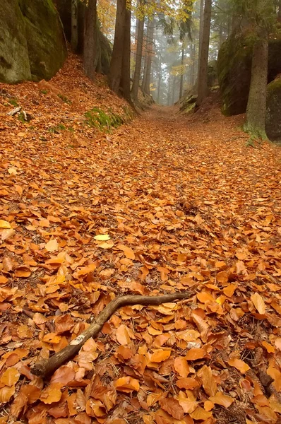 Caminho da floresta com uma árvore — Fotografia de Stock