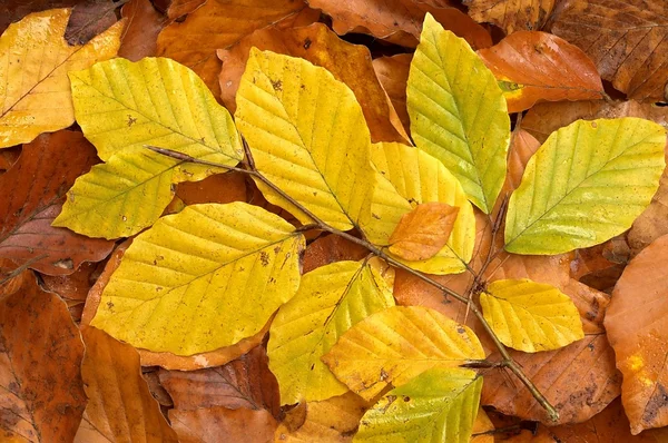 Beech leaves — Stock Photo, Image