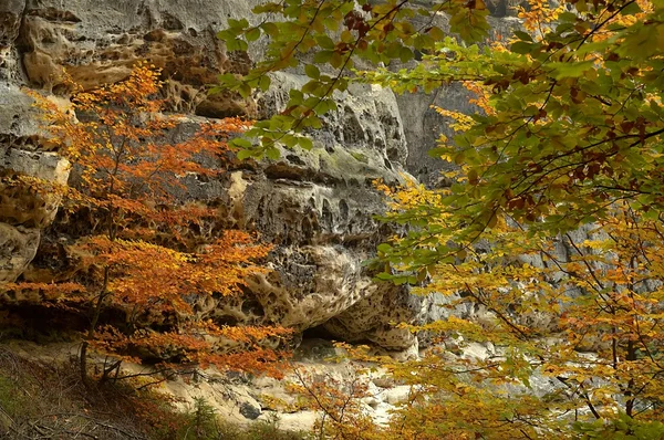 Tree on rocks — Stock Photo, Image