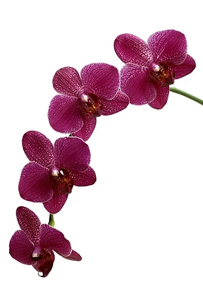 Orquídeas de flores en suelo blanco — Foto de Stock