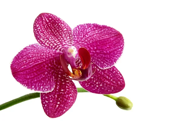 Orquídeas de flores en suelo blanco — Foto de Stock