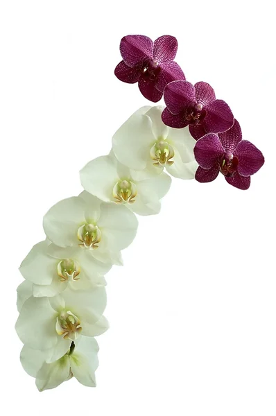 Orchidées de fleurs sur fond blanc — Photo