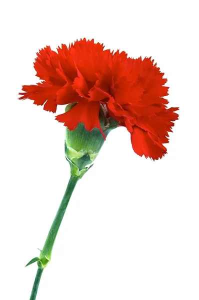 Red carnation — Stock Photo, Image