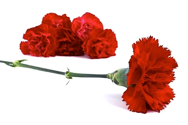 Red carnation — Stock Photo, Image