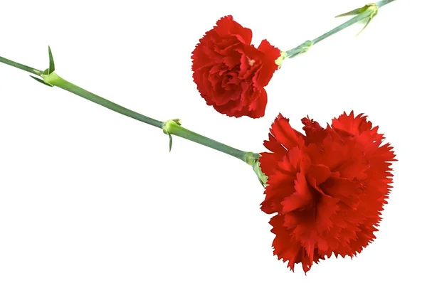 Red carnation — Stock Photo, Image