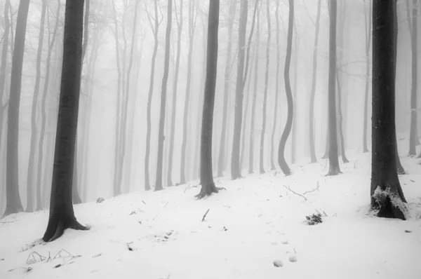 Bosque de haya — Foto de Stock