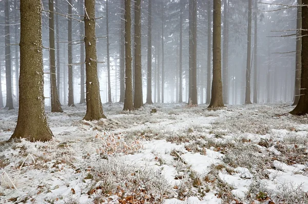 Foresta invernale — Foto Stock
