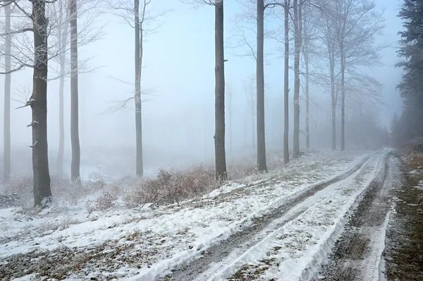 Forest road — Stockfoto