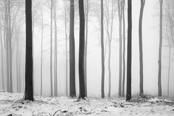 Bokskogen — Stockfoto