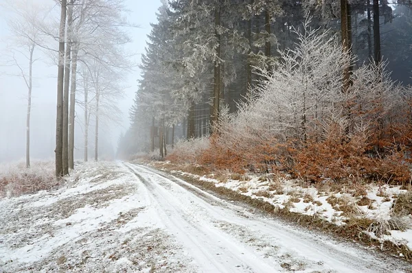 Forest road — Stockfoto