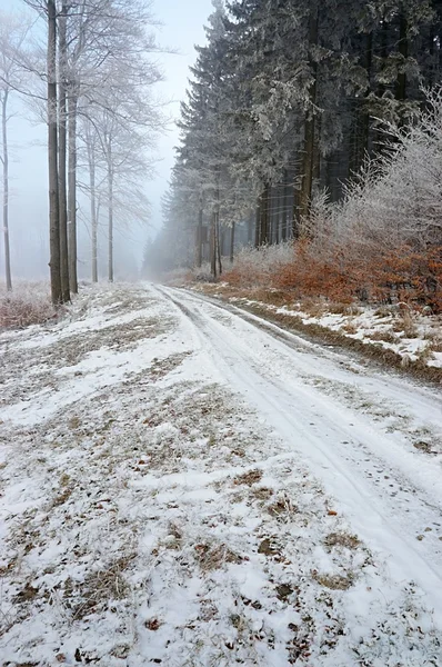 Strada forestale — Foto Stock