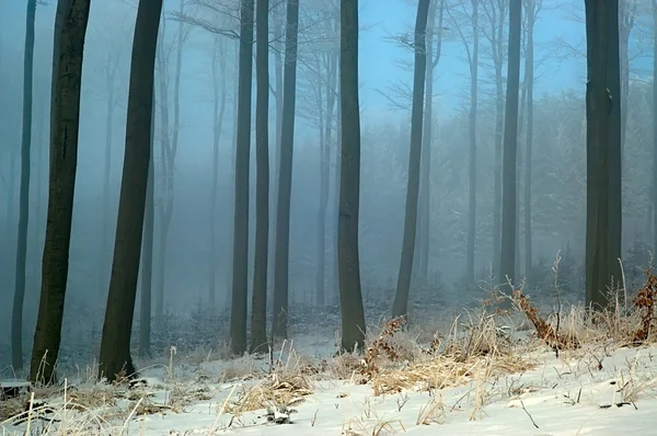 Foresta di faggio — Foto Stock