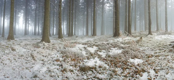 Forêt d'hiver — Photo