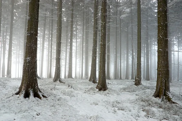 겨울 숲 로열티 프리 스톡 이미지