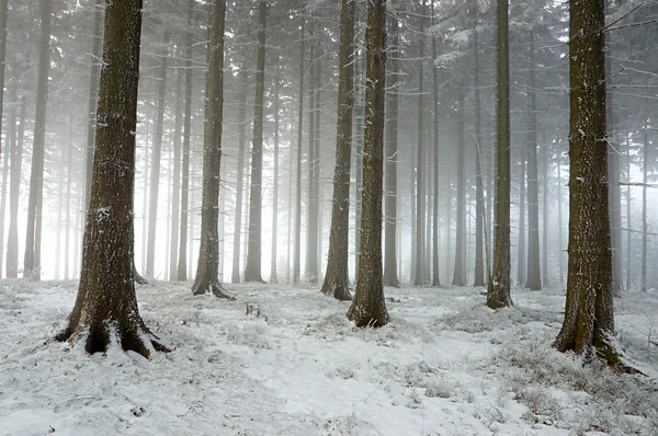 Winterwald lizenzfreie Stockbilder