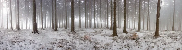 Winterwald lizenzfreie Stockbilder