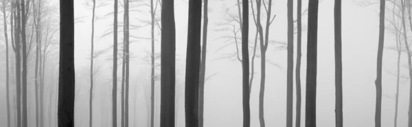 Troncos de árvores — Fotografia de Stock