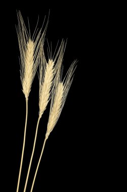 işlenmiş tahıl koçanı