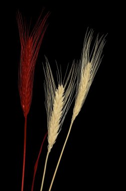 işlenmiş tahıl koçanı