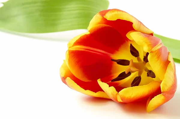 Tulp — Stockfoto