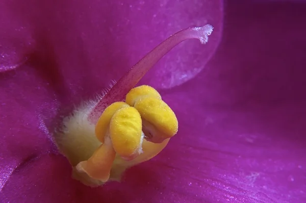 紫罗兰 — 图库照片