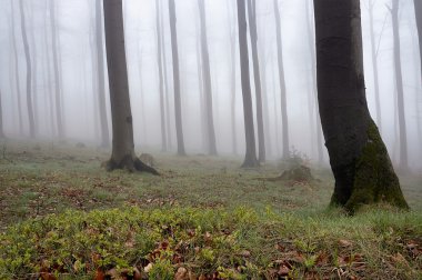 Beechwood