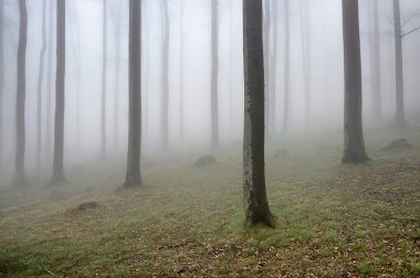 Beechwood
