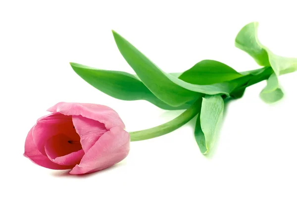 Tulip flowers — Stock Photo, Image